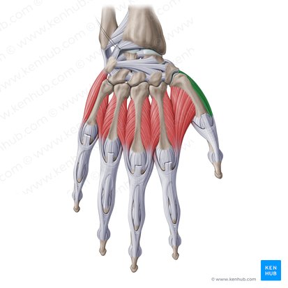 Abductor pollicis brevis muscle (Musculus abductor pollicis brevis); Image: Paul Kim