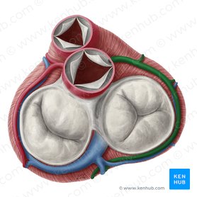 Right coronary artery (Arteria coronaria dextra); Image: Yousun Koh