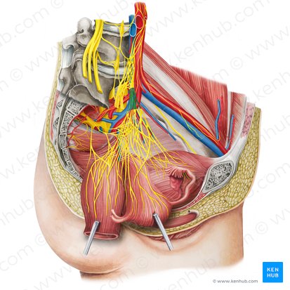 Left hypogastric nerve (Nervus hypogastricus sinister); Image: Irina Münstermann