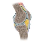 Knee joint