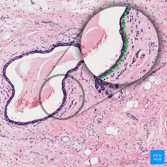 Células mioepiteliais (Myoepitheliocyti); Imagem: 
