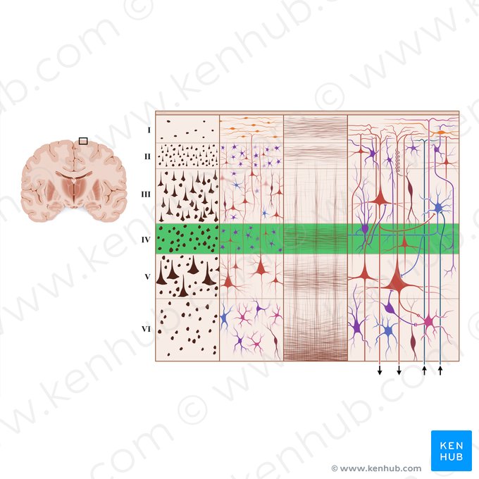 Internal granular layer of cerebral cortex (Lamina granularis interna); Image: Paul Kim