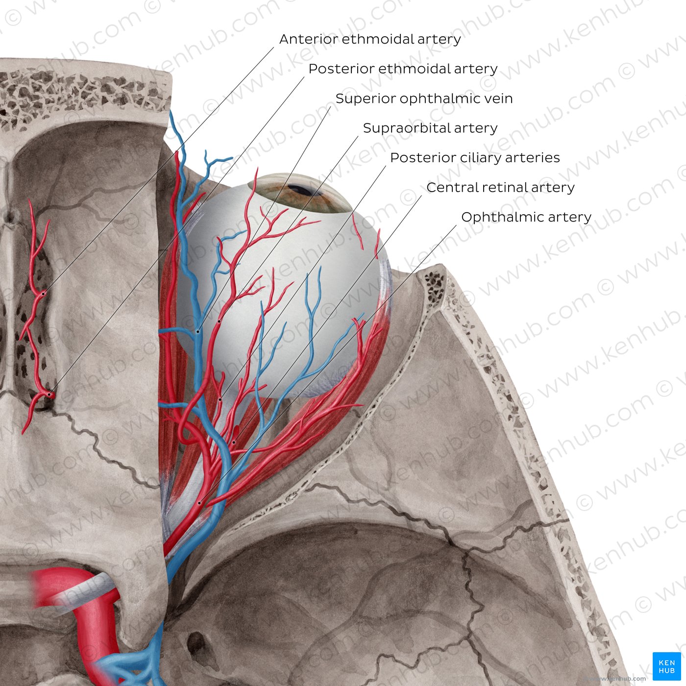Arteries and veins of orbit (Superior view)