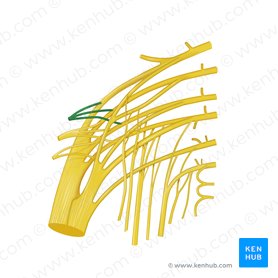 Superior gluteal nerve (Nervus gluteus superior); Image: Begoña Rodriguez