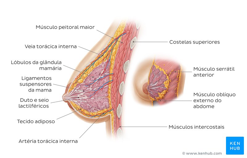 Diagrama da mama feminina
