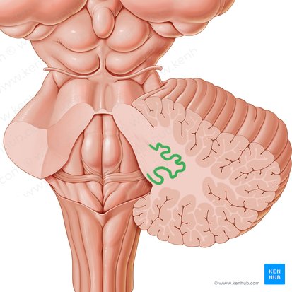 Nucleus dentatus (Zahnkern); Bild: Paul Kim