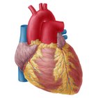 Anatomía del corazón