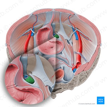 Ligamento transverso do períneo (Ligamentum transversum perinei); Imagem: Paul Kim