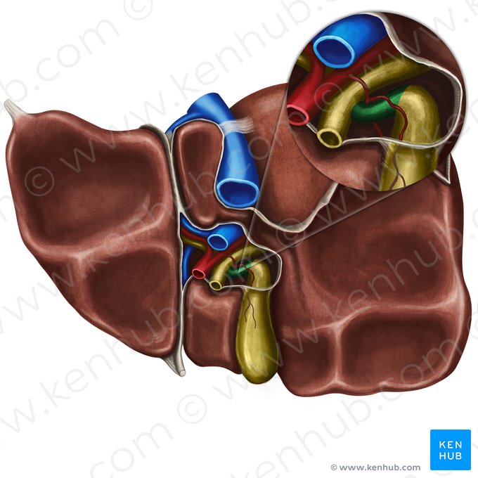 Conducto cístico (Ductus cysticus); Imagen: Irina Münstermann