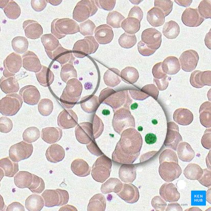Trombócito (Thrombocytus); Imagem: 