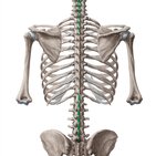 Interspinales muscles