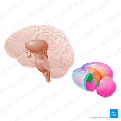 Núcleo lateral posterior (Nucleus lateralis posterior); Imagen: Paul Kim