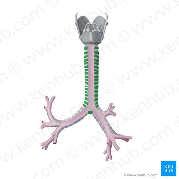 Cartilages trachéaux (Cartilagines tracheales); Image : Begoña Rodriguez