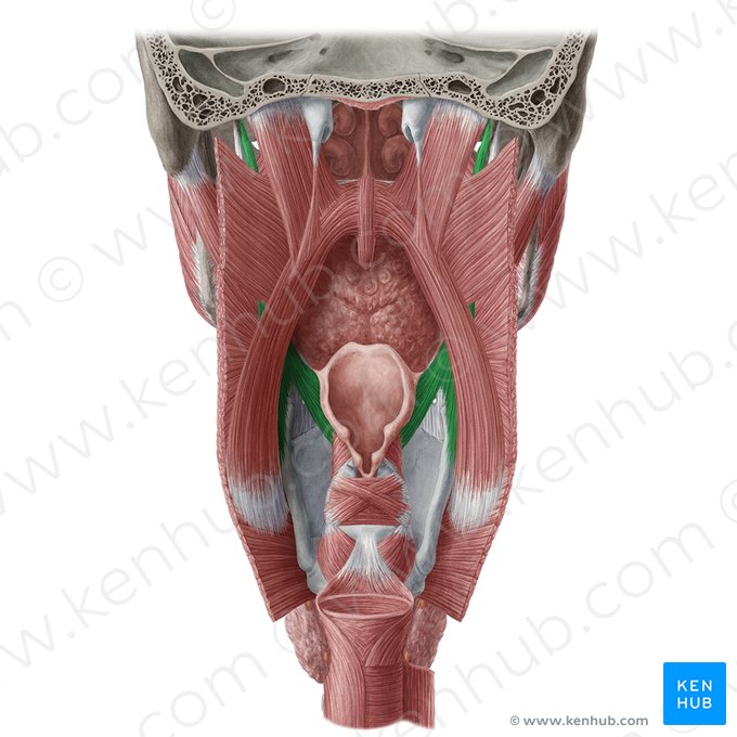 Músculo estilofaríngeo (Musculus stylopharyngeus); Imagem: Yousun Koh