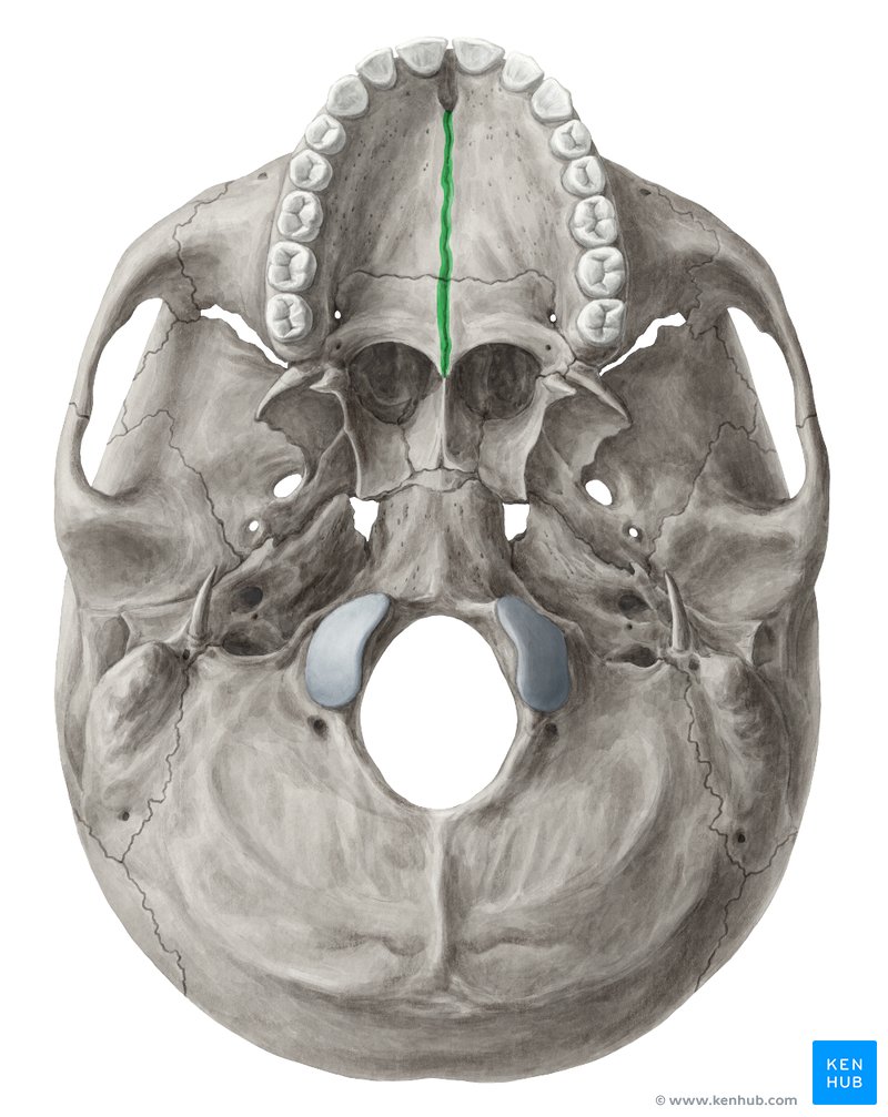 Sutura palatina mediana (verde) - vista inferior