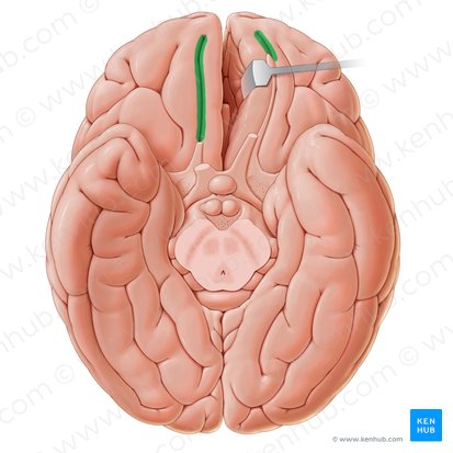 Sulco olfatório (Sulcus olfactorius); Imagem: Paul Kim