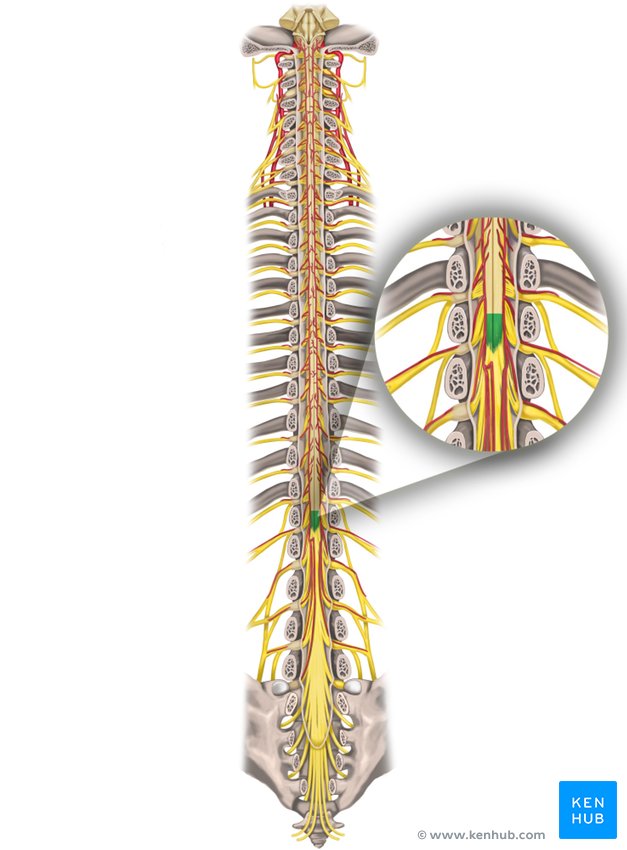 Medullary cone - dorsal view