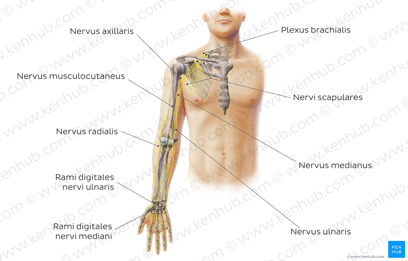 Nervus musculocutaneus   Anatomie, Verlauf und Funktion   Kenhub