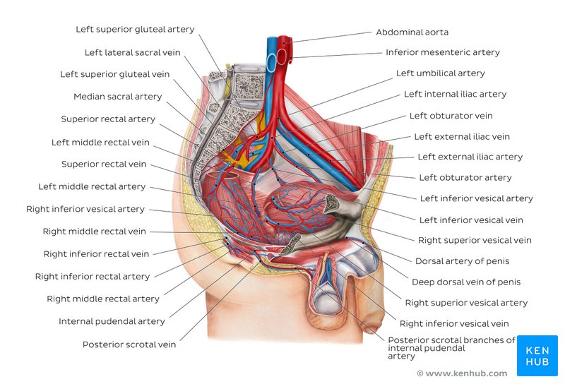 Blood vessels of the pelvis and perineum: Diagram