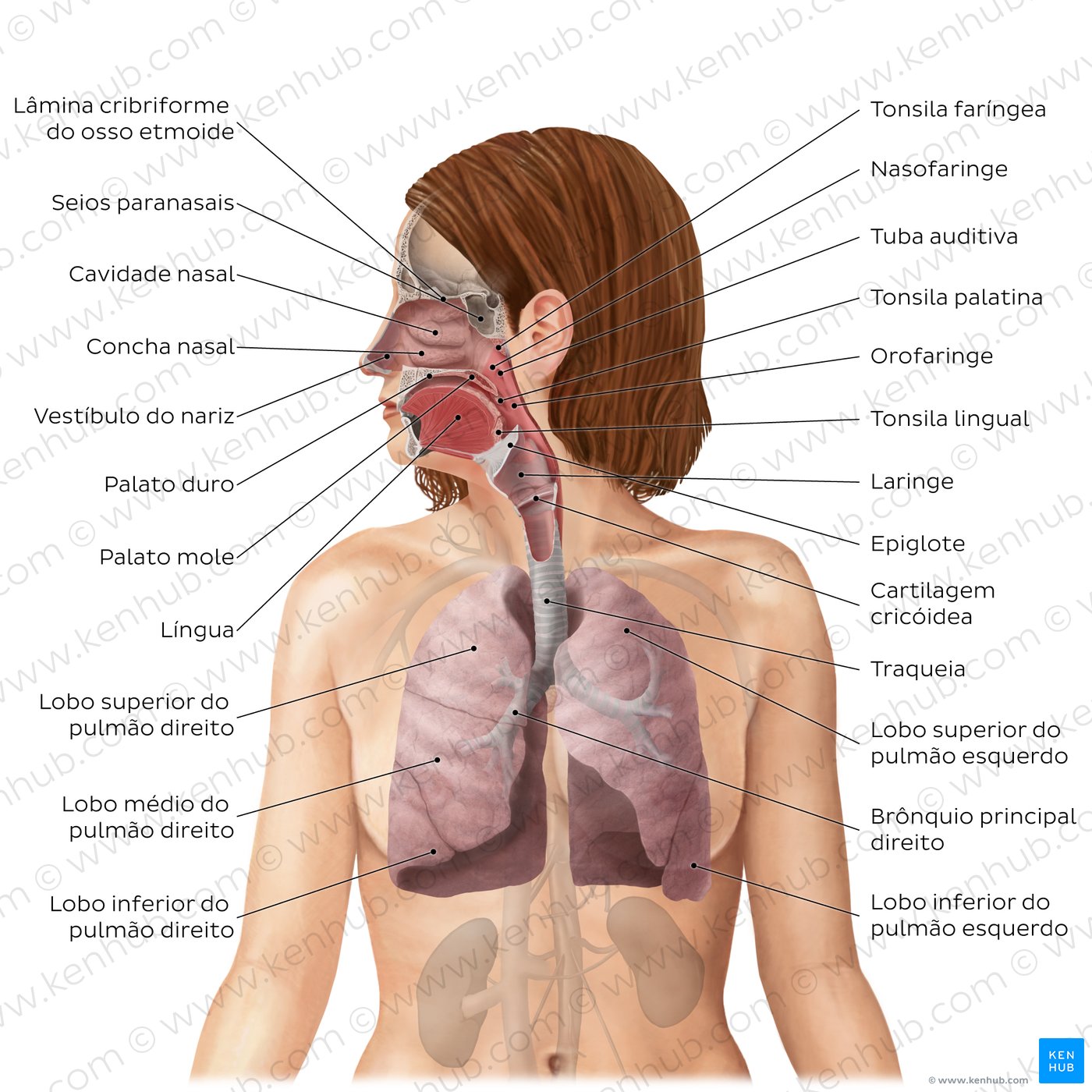 Sistema respiratório