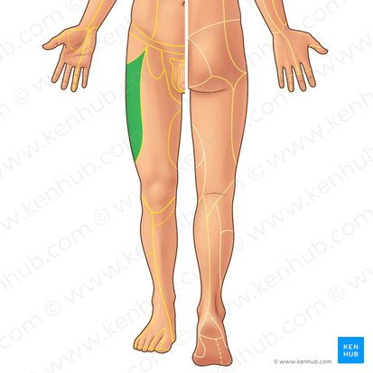 Lateral femoral cutaneous nerve (Nervus cutaneus lateralis femoris); Image: Paul Kim