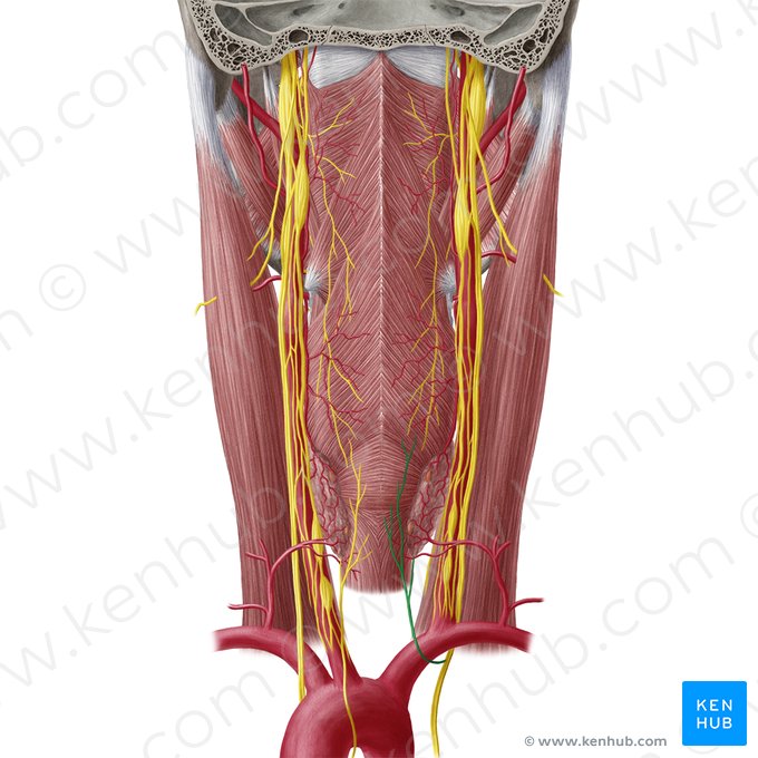 Nervio laríngeo recurrente derecho (Nervus laryngeus recurrens dexter); Imagen: Yousun Koh