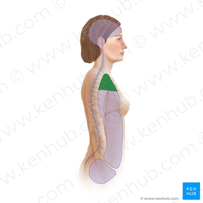 Mediastino superior (Mediastinum superius); Imagen: Paul Kim