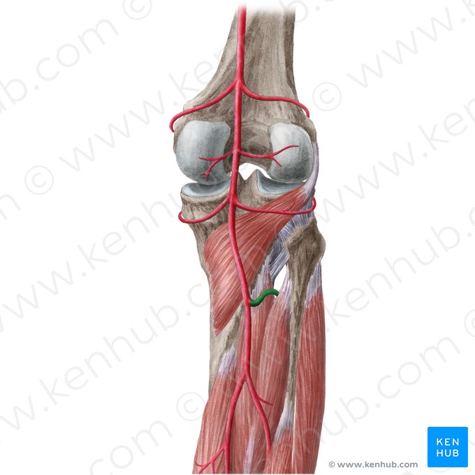 Artéria tibial anterior (Arteria tibialis anterior); Imagem: Liene Znotina