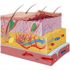 Sebaceous gland 