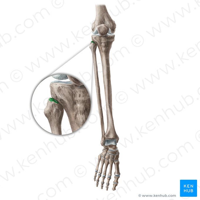 Faceta articular da cabeça da fíbula (Facies articularis capitis fibulae); Imagem: Liene Znotina