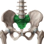 Kreuzbein (Os sacrum)