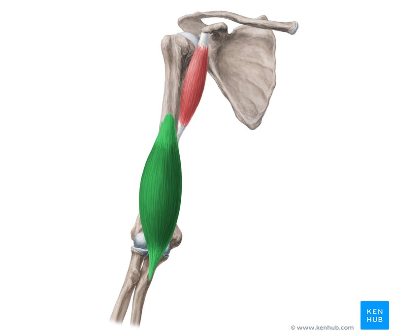 M biceps brachii Caput longum