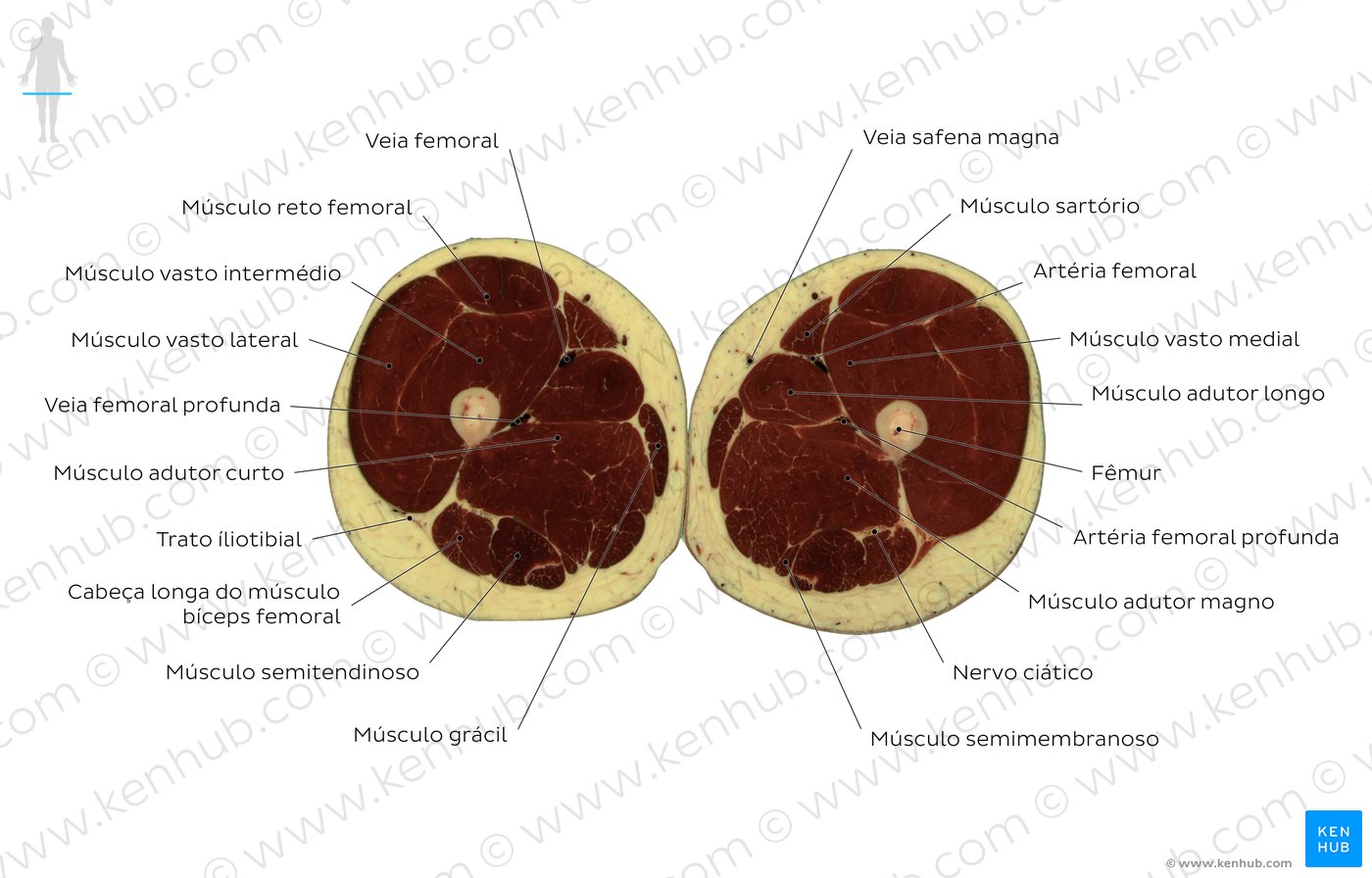 Corte transversal através do músculo adutor longo - Diagrama