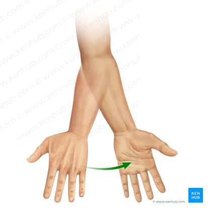 Supinación del antebrazo (Supinatio antebrachii); Imagen: Paul Kim