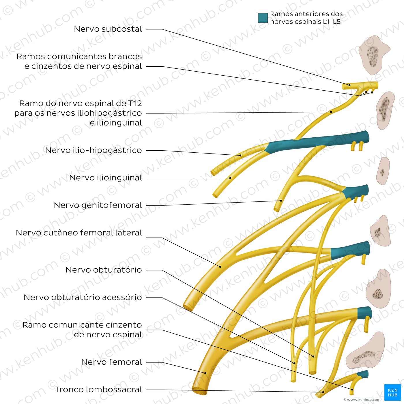 Anatomy of the lumbar plexus