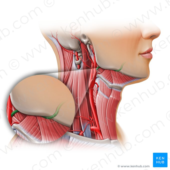 Facial artery (Arteria facialis); Image: Paul Kim