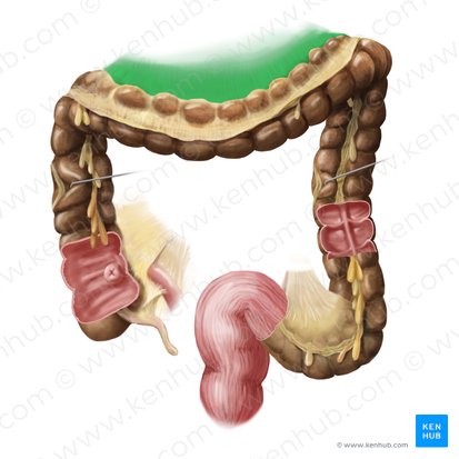 Mesocolon transversum (Dickdarmgekröse); Bild: Begoña Rodriguez