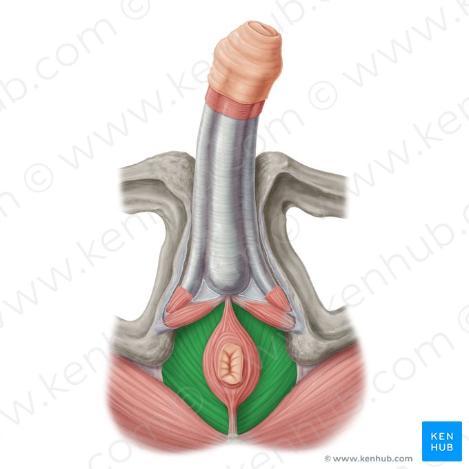 Levator ani muscle (Musculus levator ani); Image: Samantha Zimmerman