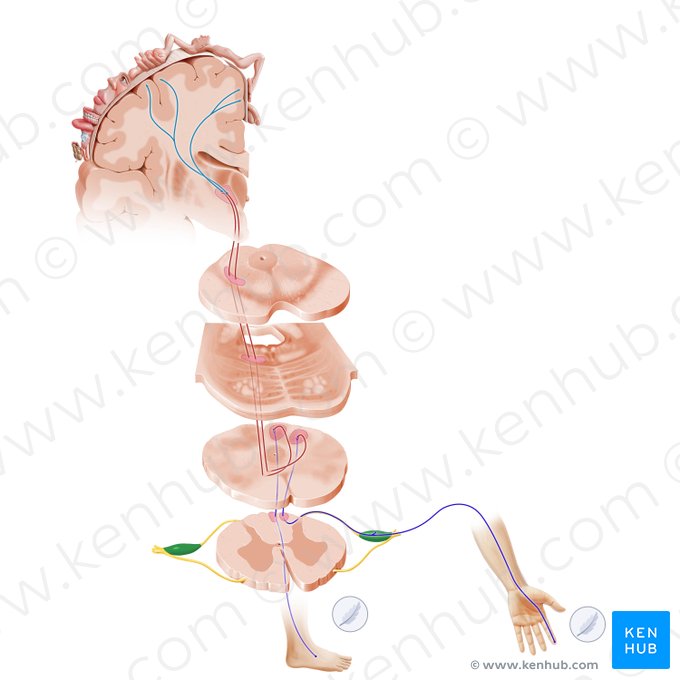 Gânglio espinal (Ganglion spinale); Imagem: Paul Kim