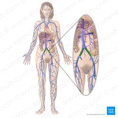 Common iliac vein (Vena iliaca communis); Image: Begoña Rodriguez