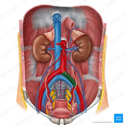 Left common iliac artery (Arteria iliaca communis sinistra); Image: Irina Münstermann