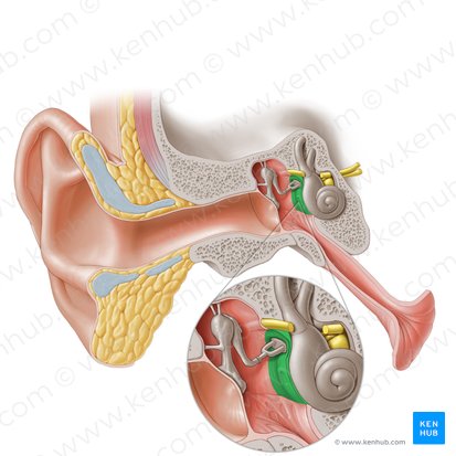 Labyrinthine wall of tympanic cavity (Paries labyrinthicus cavitatis tympani); Image: Paul Kim