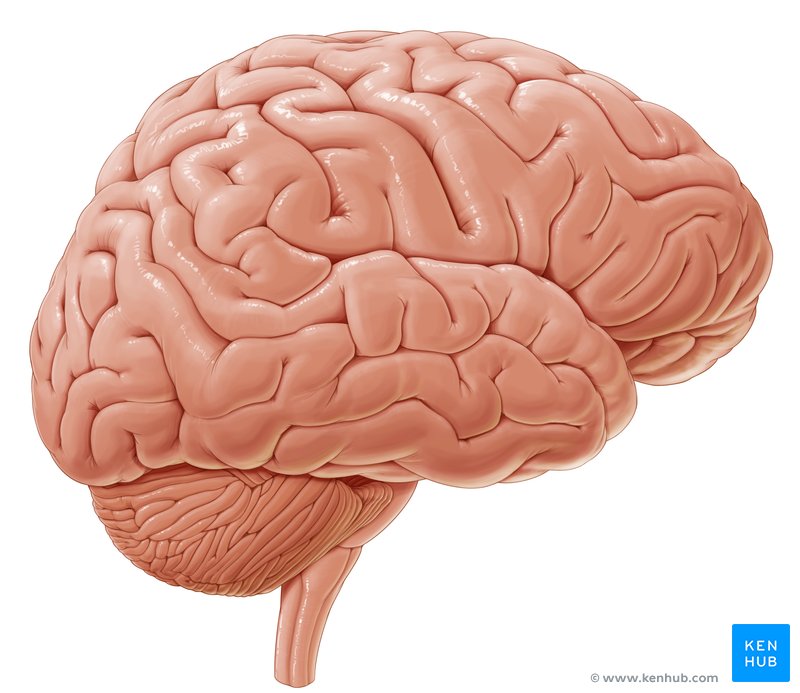 The central nervous system consists of the brain and spinal cord which are connected via many neural pathways.