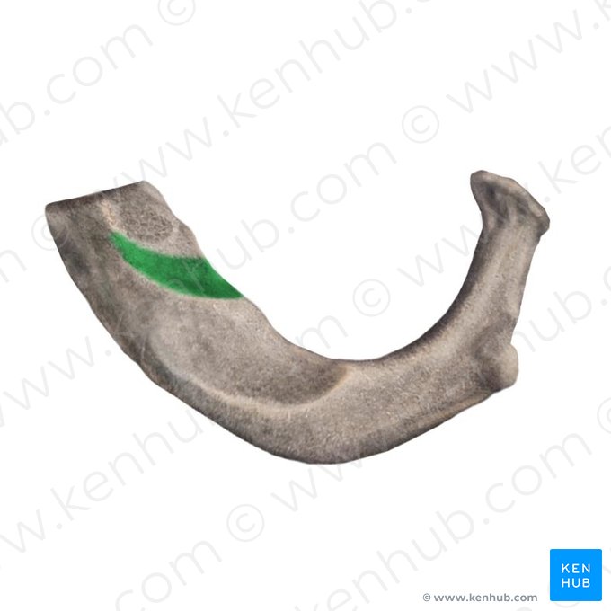 Groove for subclavian vein of 1st rib (Sulcus venae subclaviae costae 1); Image: Begoña Rodriguez