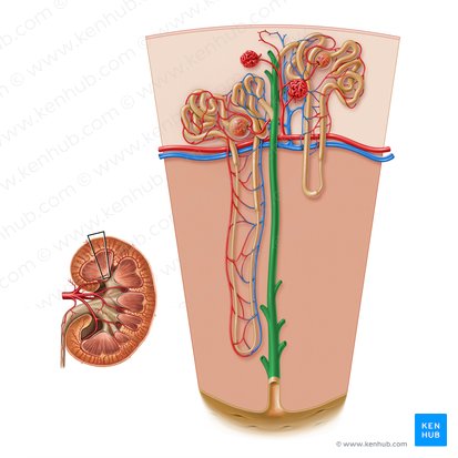 Túbulo colector del túbulo renal (Ductus colligens tubuli renalis); Imagen: Paul Kim