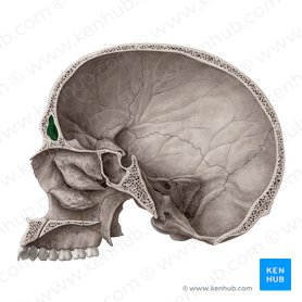Sinus frontalis (Stirnhöhle); Bild: Yousun Koh