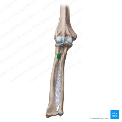 Radial tuberosity (Tuberositas radii); Image: Yousun Koh