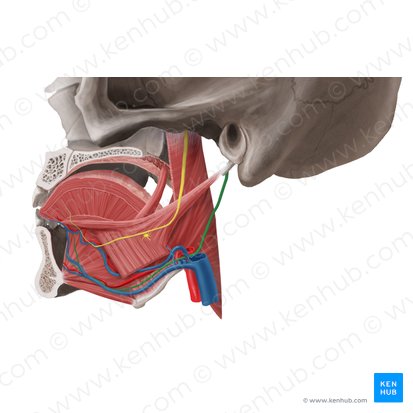 Hypoglossal nerve (Nervus hypoglossus); Image: Begoña Rodriguez