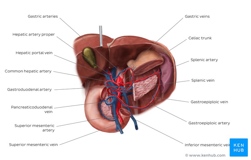 Blood supply of the liver and gallbladder: Diagram