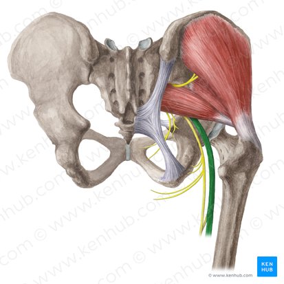 Sciatic nerve (Nervus ischiadicus); Image: Liene Znotina